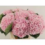 Hydrangea Hortensia Matcha 60cm*5