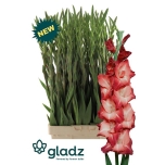 Gladiolus Gladiool Ocaso