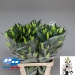 Lilium OR Siberia 100cm