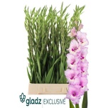 Gladiolus Gladiool Zamora 120cm