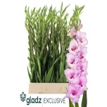 Gladiolus Gladiool Zamora 120cm