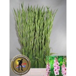 Gladiolus Gladiool Zamora