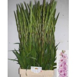 Gladiolus Gladiool Zamora