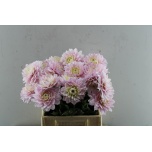 Dahlia Daalia Silver Years 45cm