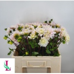 Dahlia Daalia Silver Years 50cm