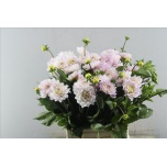 Dahlia Daalia Silver Years 50cm