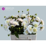 Dahlia Daalia Silver Years 55cm