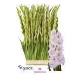 Gladiolus Gladiool Flamenco Magenta Princess