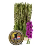 Gladiolus Gladiool Mystic Magenta 125cm
