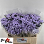 Limonium Parkjuur S Mermaid Wings 60cm