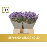 Limonium Parkjuur S Mermaid Wings 60cm