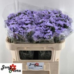 Limonium Parkjuur S Mermaid Wings 70cm