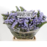 Limonium Parkjuur S Mermaid Wings 70cm