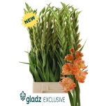 Gladiolus Gladiool Queen Elizabeth 120cm