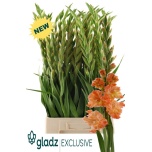 Gladiolus Gladiool Queen Elizabeth 120cm