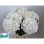 Hydrangea Hortensia Artica 80cm*5