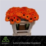 Gerbera MS Leroy*20