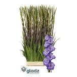 Gladiolus Gladiool Performer