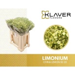 Limonium Parkjuur V China Lemon 60cm