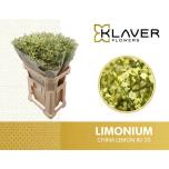 Limonium Parkjuur V China Lemon 80cm