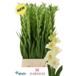 Gladiolus Gladiool Flamenco Sweet Crystal 100-110cm