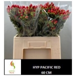 Hypericum Pacific Red 60cm