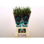 Pennisetum Hiidhirss Black Fox 70cm