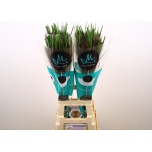 Pennisetum Hiidhirss Black Fox 80cm
