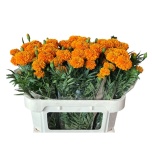 Tagetes Peiulill coco orange 70cm