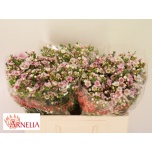 Chamelaucium Sidrunmürt Choir Girl 50cm