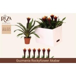 Guzmania Gusmaania Akabar 12cm