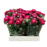 Callistephus Aedaster Azumi Xl Red 60cm