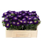 Callistephus Aedaster Azumi Xl Blue 50cm