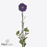 Callistephus Aedaster Azumi Xl Blue 60cm tk
