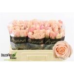 Roos 50cm Pretty Pillow
