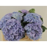Hydrangea Hortensia My Heaven 50cm*5