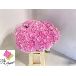 Hydrangea Hortensia My Heaven 60cm*5