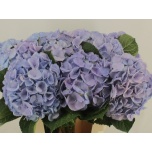 Hydrangea Hortensia My Heaven 60cm*5