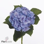 Hydrangea Hortensia My Heaven 80cm*5