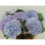 Hydrangea Hortensia My Heaven 80cm*5