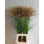 Miscanthus Siidpööris Fern Osten White 85cm
