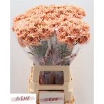 Dianthus Nelk ST Saona*20