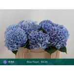 Hydrangea Hortensia Mag Pi Floy Blue 50cm*5