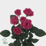 Kobarroos 50cm Lovely Lydia