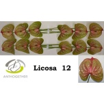 Anthurium Flamingolill Licosa