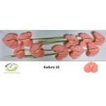 Anthurium Flamingolill Kuduro