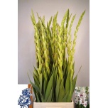 Gladiolus Gladiool Cera Corsage