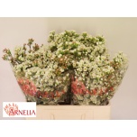 Chamelaucium Sidrunmürt Marlene 50cm