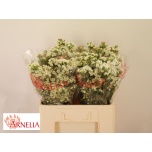 Chamelaucium Sidrunmürt Marlene 50cm