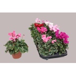 Cyclamen pers Alpikann metis crispi 10,5cm